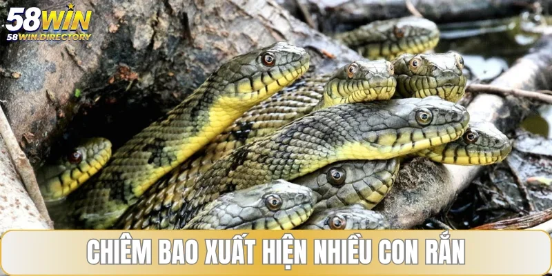 Chiêm bao xuất hiện nhiều con rắn