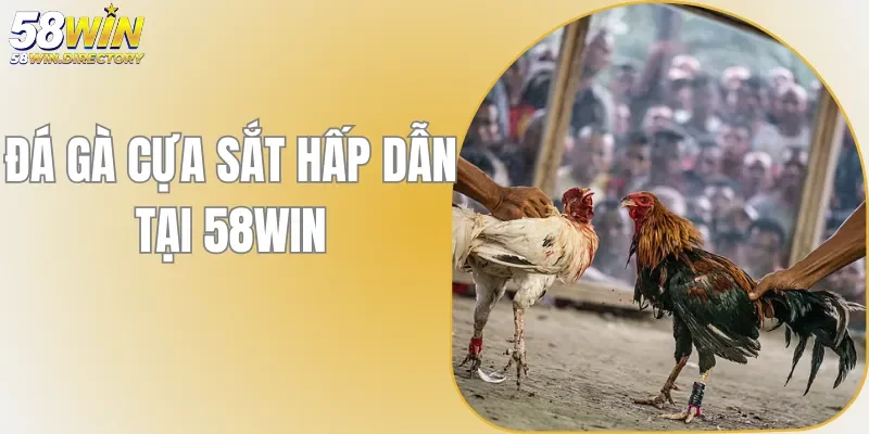 Đá Gà Cựa Sắt 58WIN - Theo Dõi Trực Tuyến, Vui Chơi Cực Đã