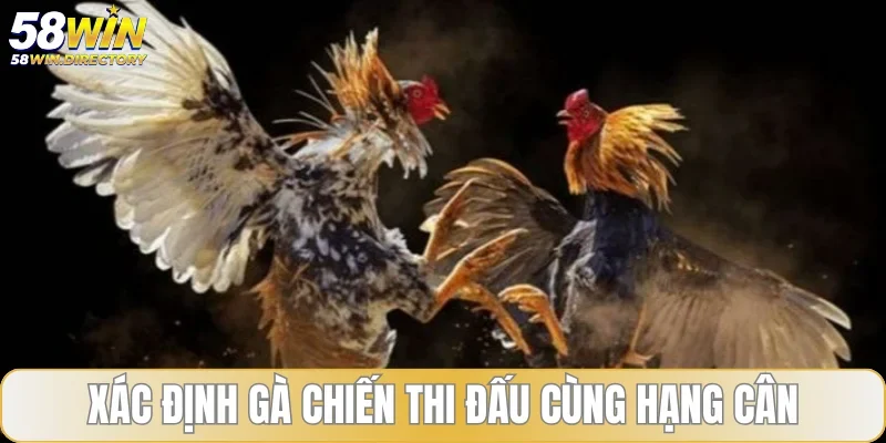 Xác định gà chiến thi đấu cùng hạng cân