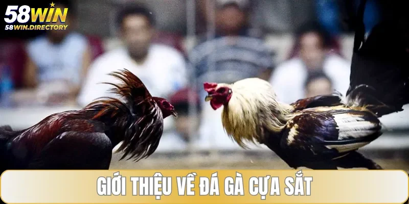 Giới thiệu về loại hình giải trí đá gà cựa sắt hấp dẫn