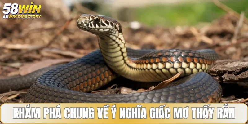 Khám phá chung về ý nghĩa giấc mơ thấy rắn
