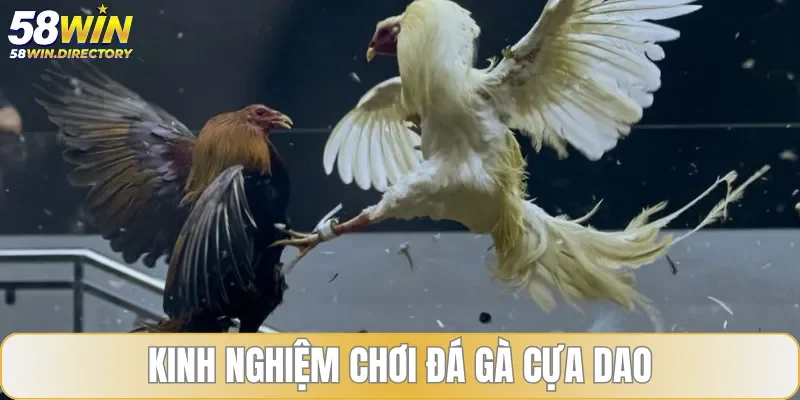 Kinh nghiệm dự đoán kết quả chọi kê cực dao từ chuyên gia 2025