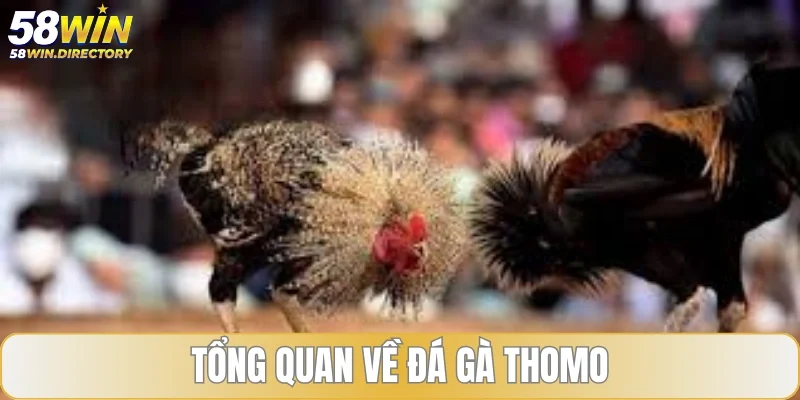 Tổng quan về đá gà Thomo