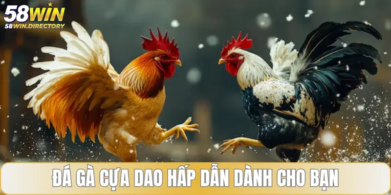 Tổng quan về loại hình đá gà cựa dao đang được ưa chuộng