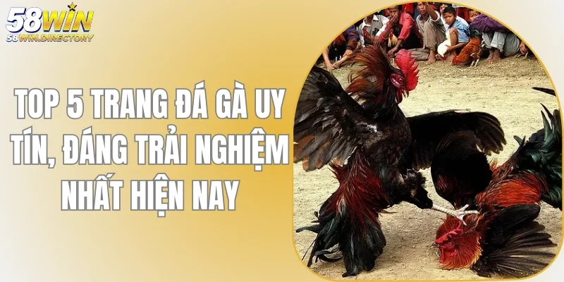 Top 5 Trang Đá Gà Uy Tín, Đáng Trải Nghiệm Nhất Hiện Nay