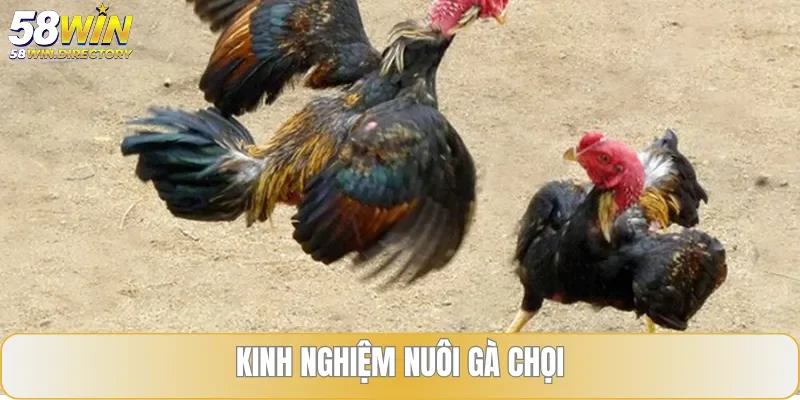 Bỏ túi kinh nghiệm chăm sóc gà chọi đạt hiệu quả cao nhất