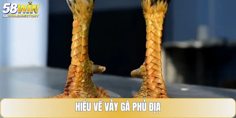 Vảy gà phủ địa thuộc top quý hiếm, được săn đón