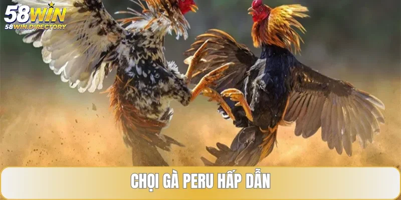 Chọi kê Peru thu hút hàng triệu người xem mỗi ngày