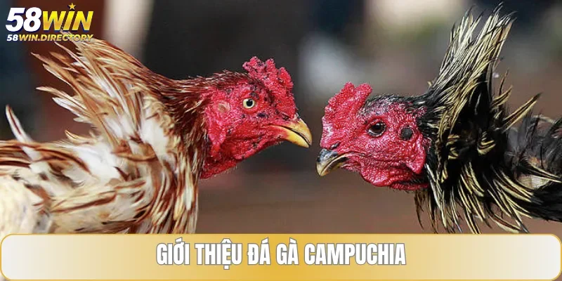 Đá gà Campuchia mang đến những cuộc so tài đẫm máu